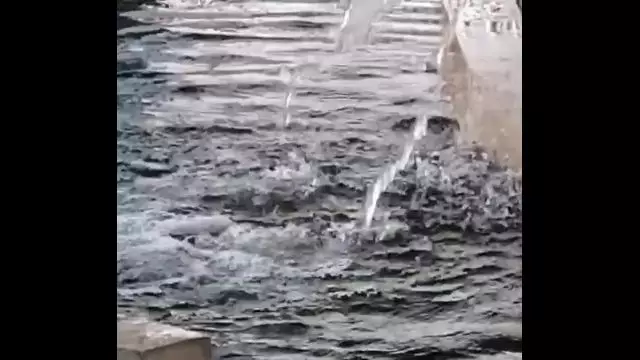 El pájaro y el agua